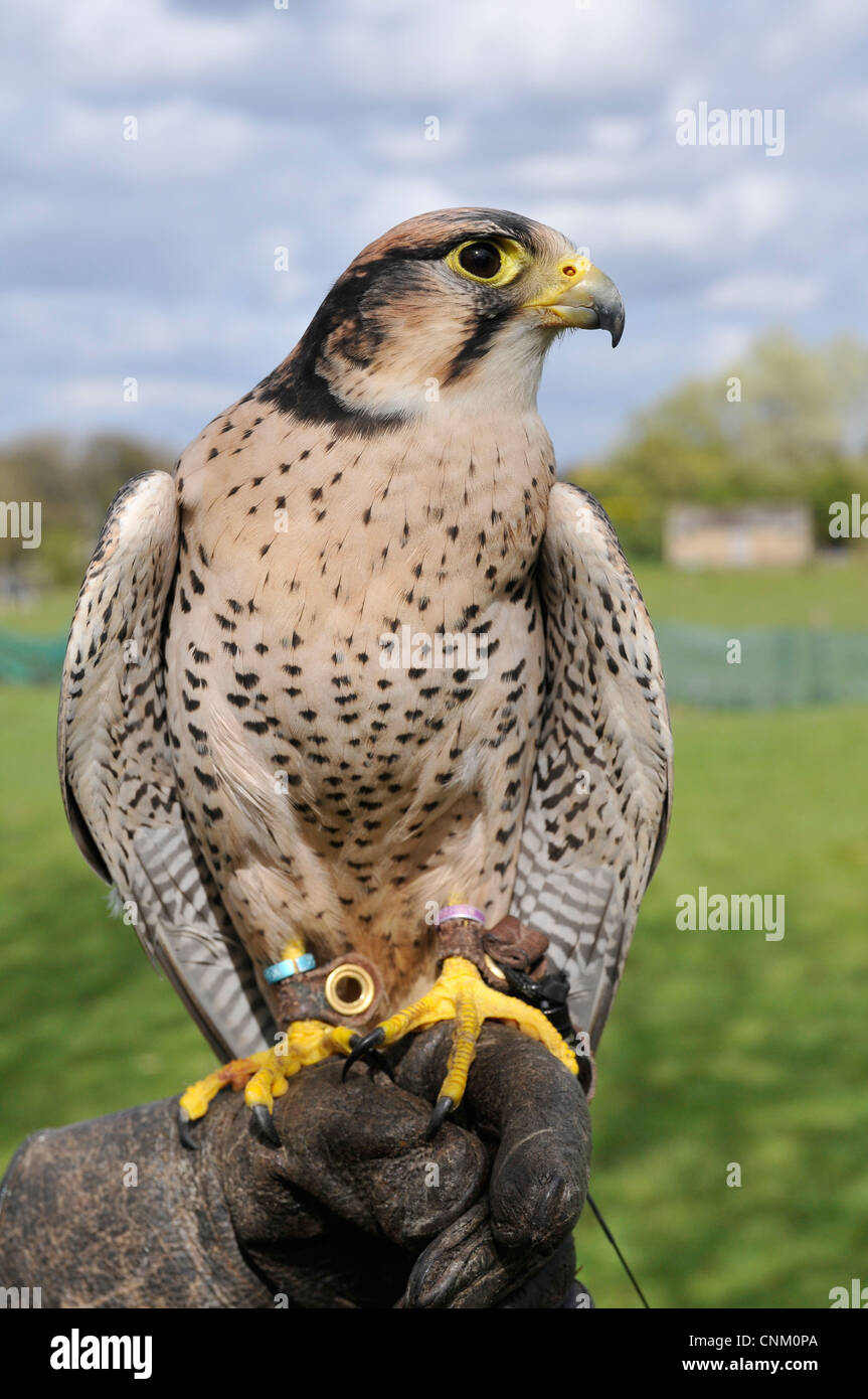 Zeigt diese Lanner Falcon zu einem Post mit ihren leuchtend blau und gesprenkelte weiße Federn, gelben Schnabel und Füße. Stockfoto