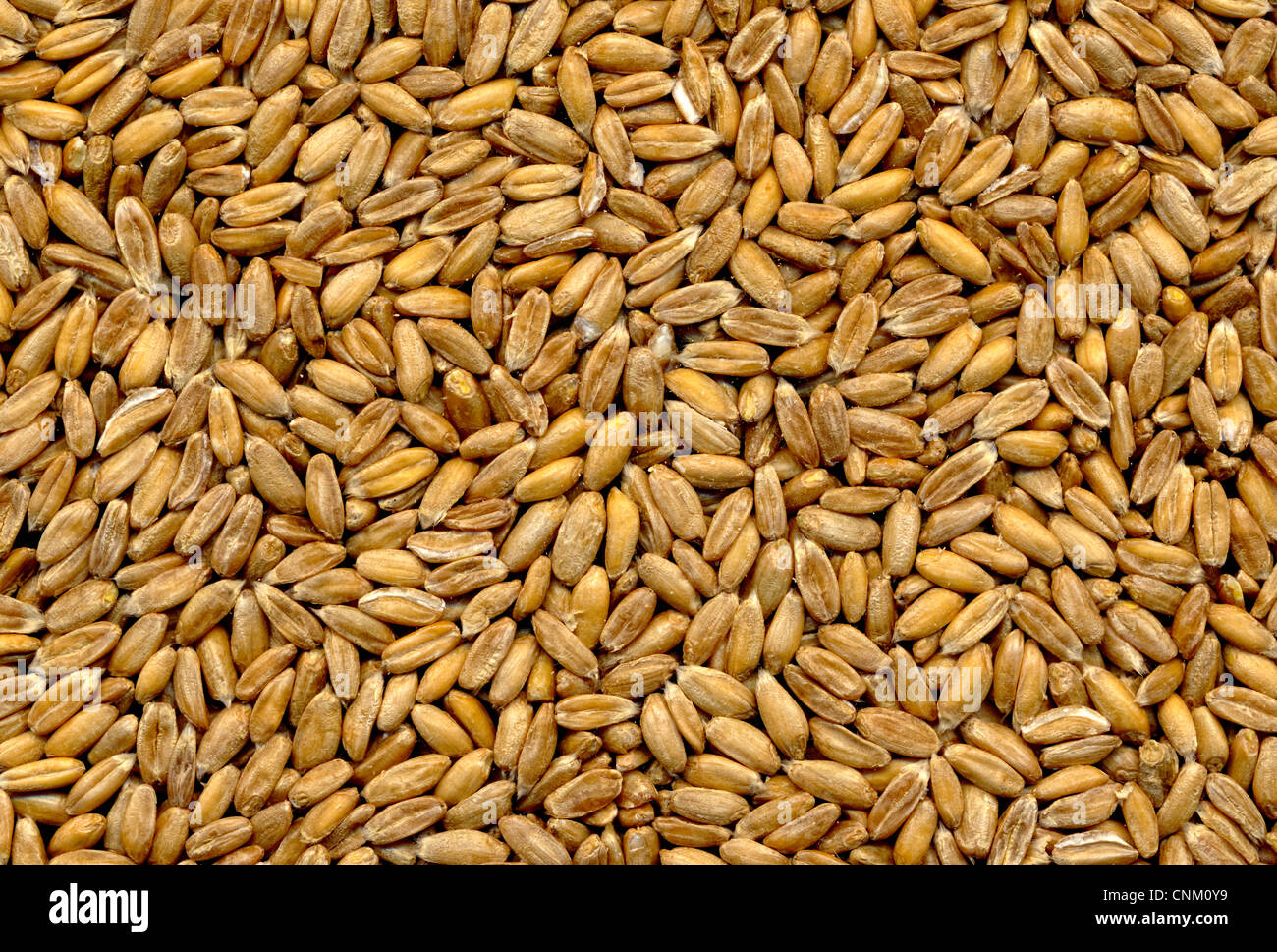 Dinkel, Dinkel Triticum Aestivum Subspecies spelta Stockfoto