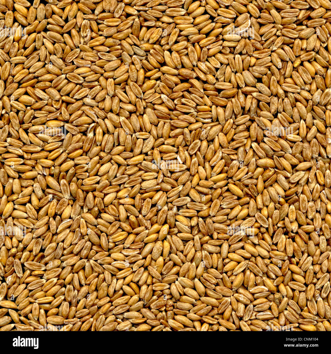 Schriftzug Bio auf Dinkel, Dinkel Triticum Aestivum Subspecies spelta Stockfoto