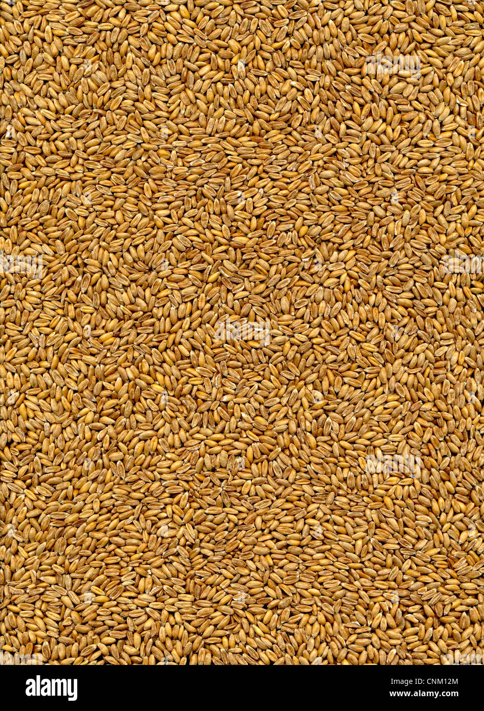 Schriftzug Bio auf Dinkel, Dinkel Triticum Aestivum Subspecies spelta Stockfoto