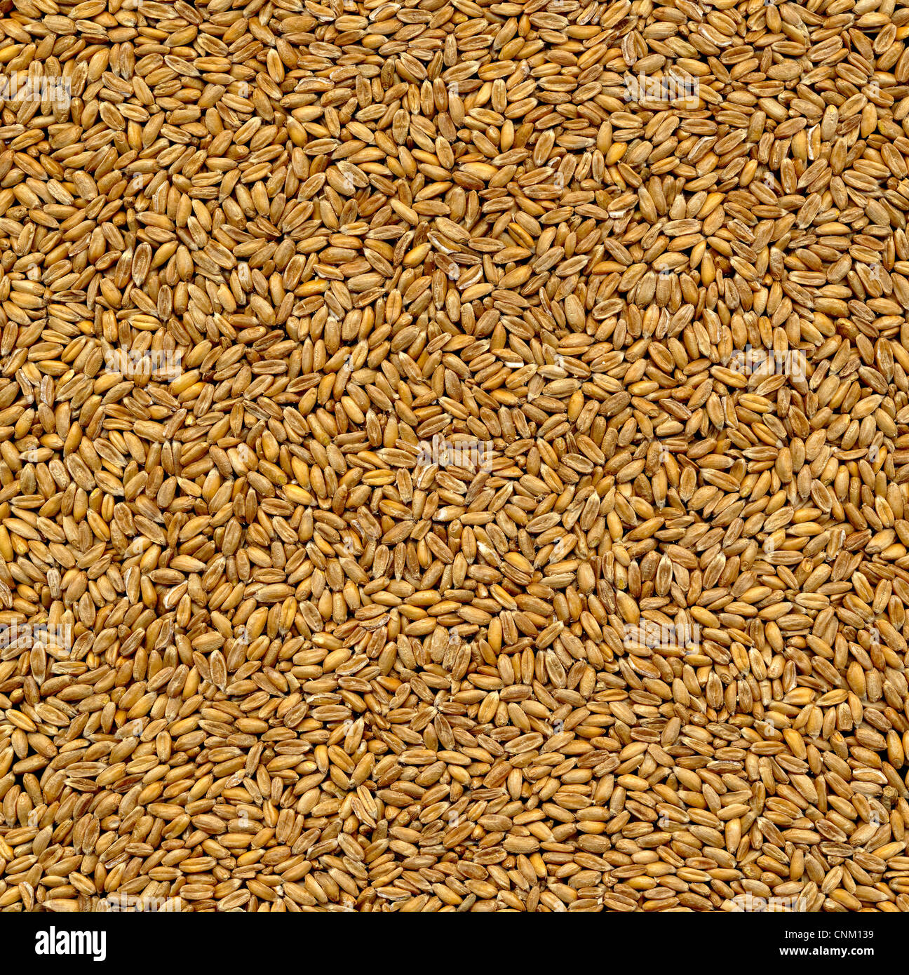 Schriftzug Bio auf Dinkel, Dinkel Triticum Aestivum Subspecies spelta Stockfoto