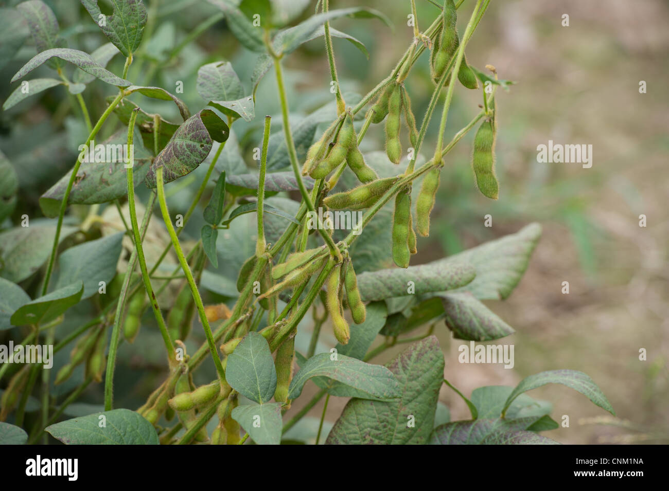 Sojabohnen hängen von der Pflanze Stockfoto