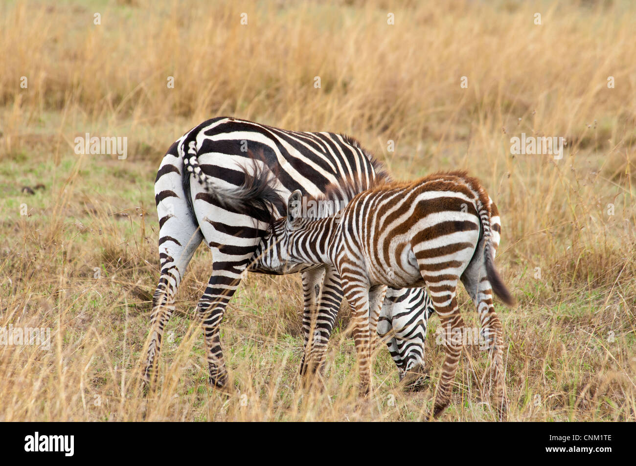 Burchell Zebra, Equus Quagga Burchellii, Mutter und Krankenpflege Colt, Masai Mara National Reserve, Kenia, Afrika Stockfoto