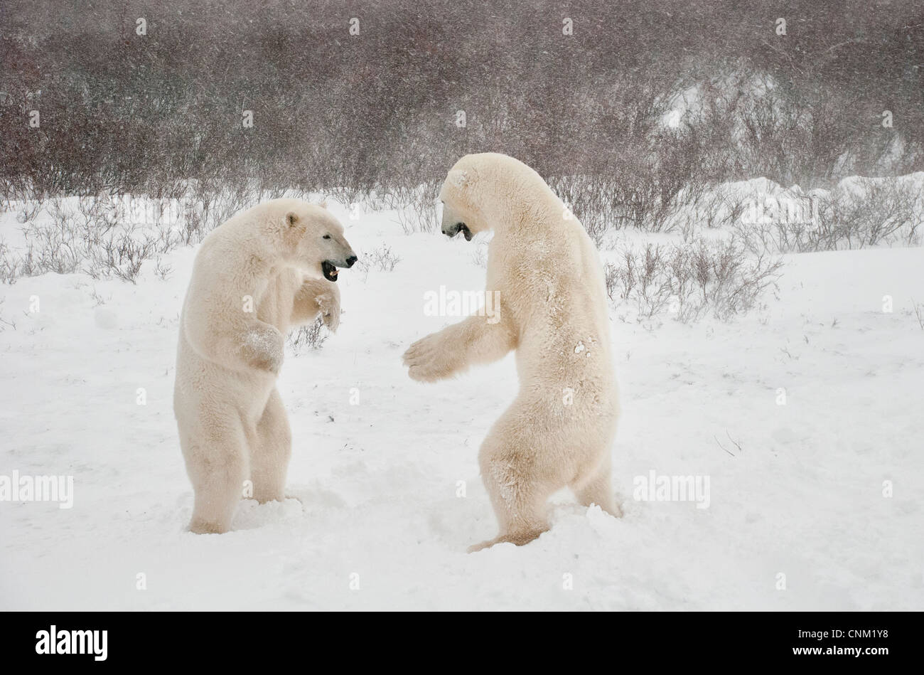 Eisbären, Ursus Maritimus, spielen, kämpfen, Wapusk-Nationalpark, in der Nähe von Hudson Bay, Cape Churchill, Manitoba, Kanada Stockfoto