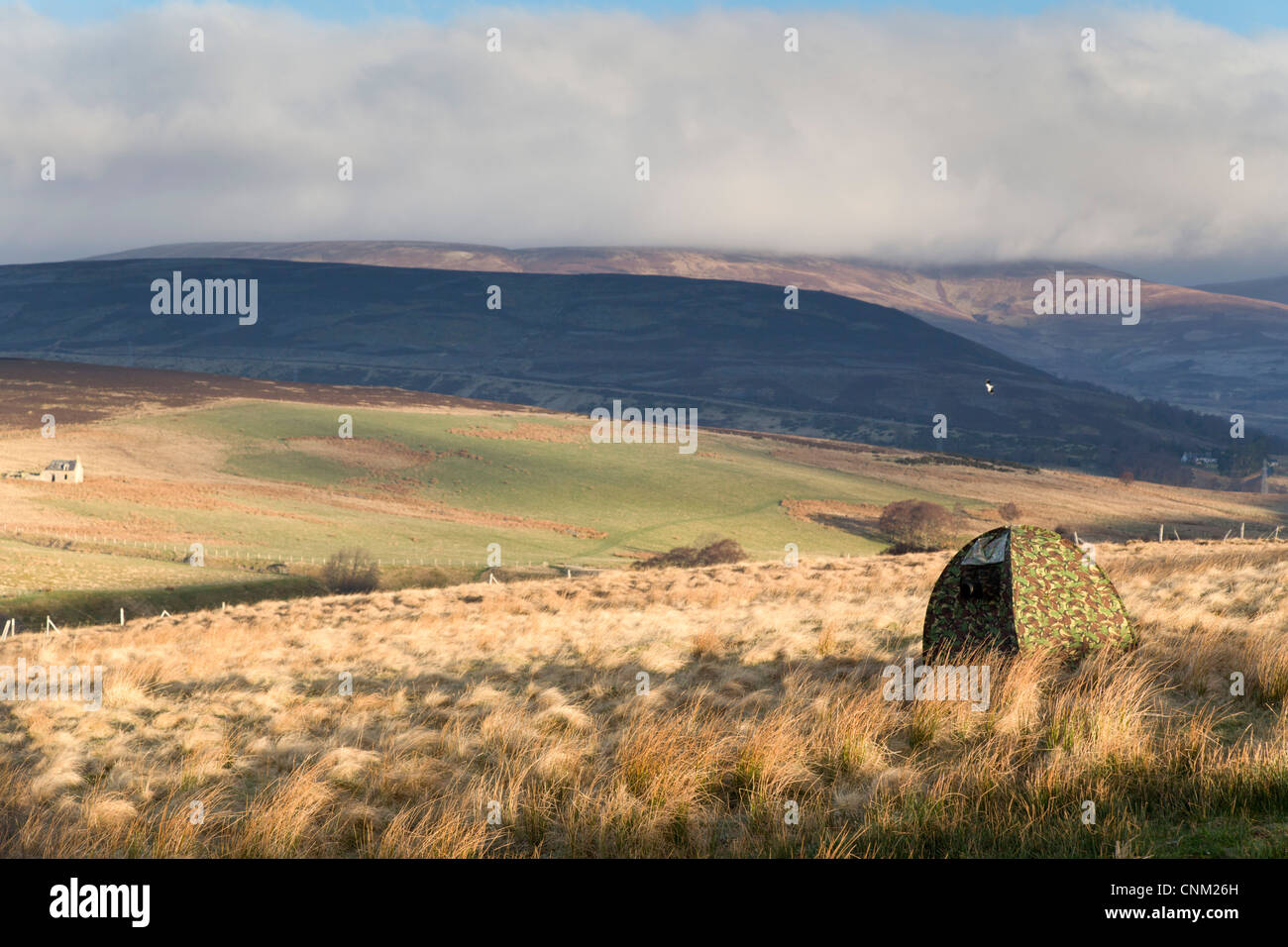 Birkhuhn-Fotografie aus einem Versteck; Cairngorm; Schottland; UK Stockfoto
