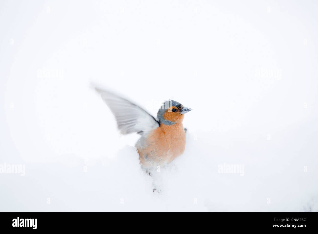 Buchfink; Fringilla Coelebs; Männlich; VEREINIGTES KÖNIGREICH; im Schnee Stockfoto