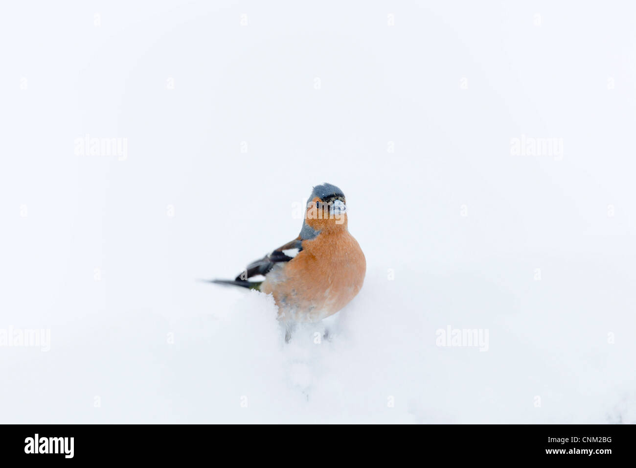 Buchfink; Fringilla Coelebs; Männlich; VEREINIGTES KÖNIGREICH; im Schnee Stockfoto
