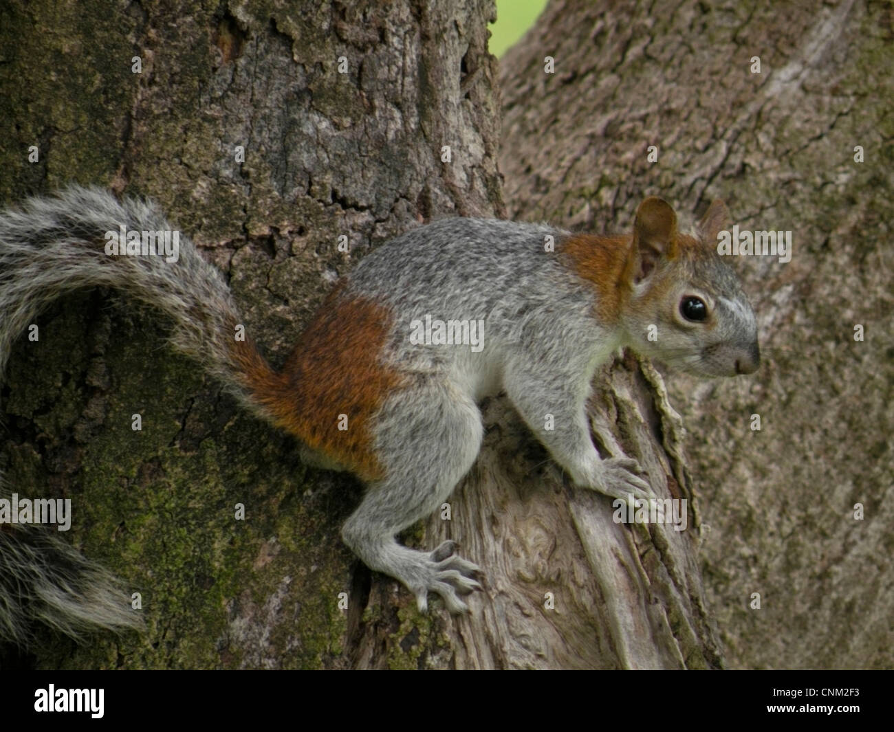 Mexikanische Eichhörnchen (Sciuridae) südwestlichen Pazifikküste von Mexiko, Bundesstaat Guerrero. Stockfoto