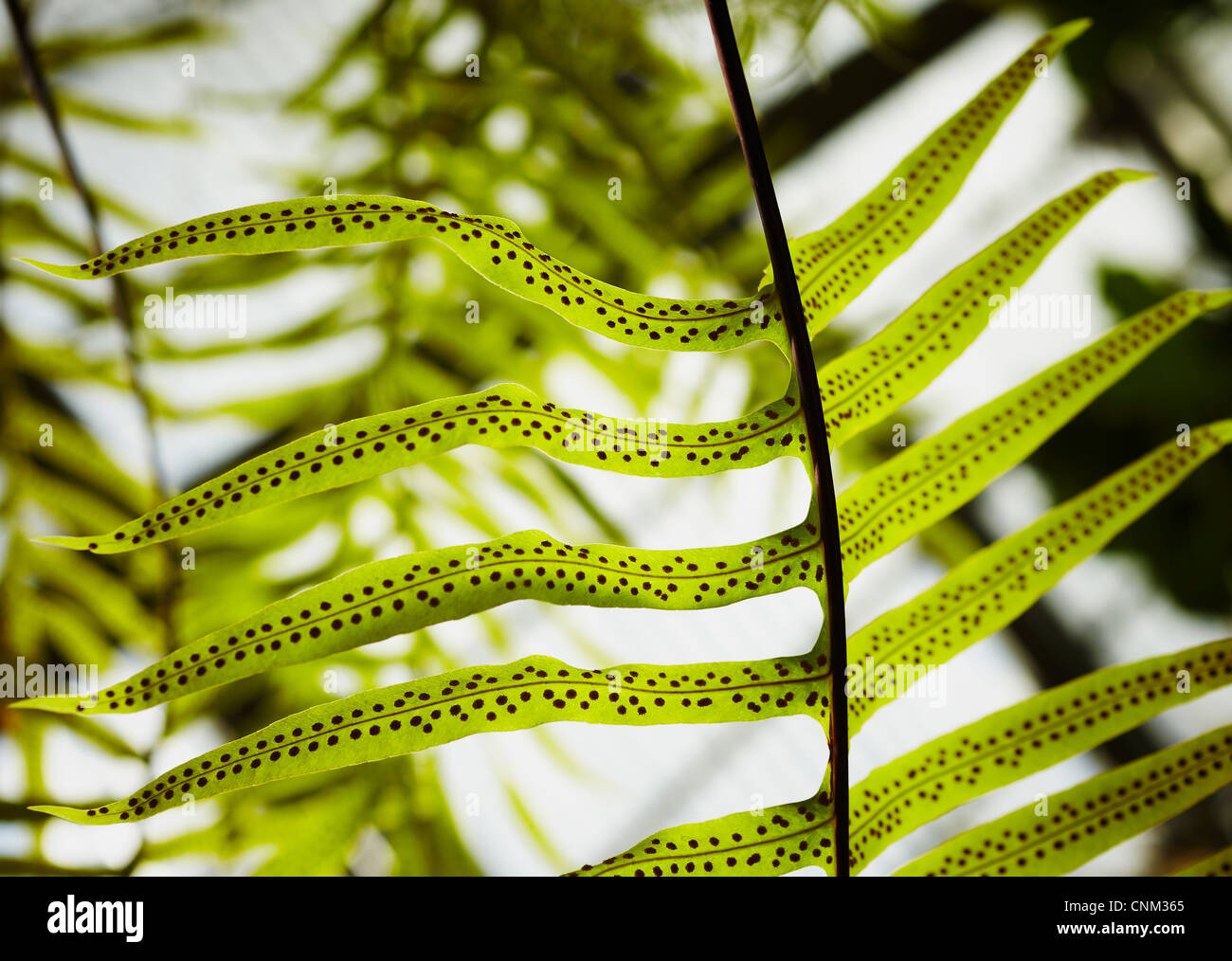 Phlebodium Aureum. Gewächshaus bei der königliche Botanische Garten. Madrid. Spanien Stockfoto