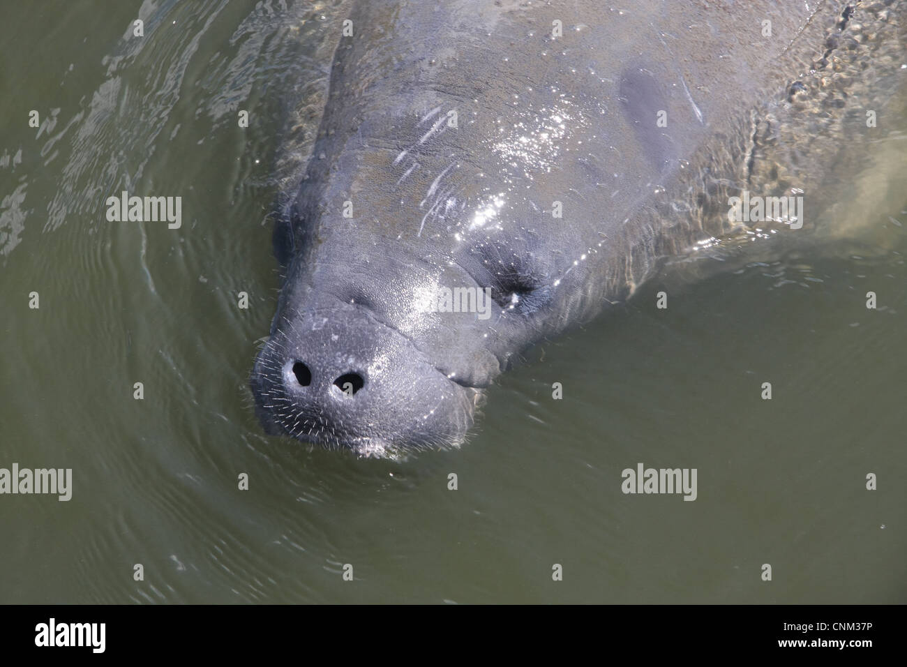 Florida Seekuh in der Space Coast Wildlife area Stockfoto