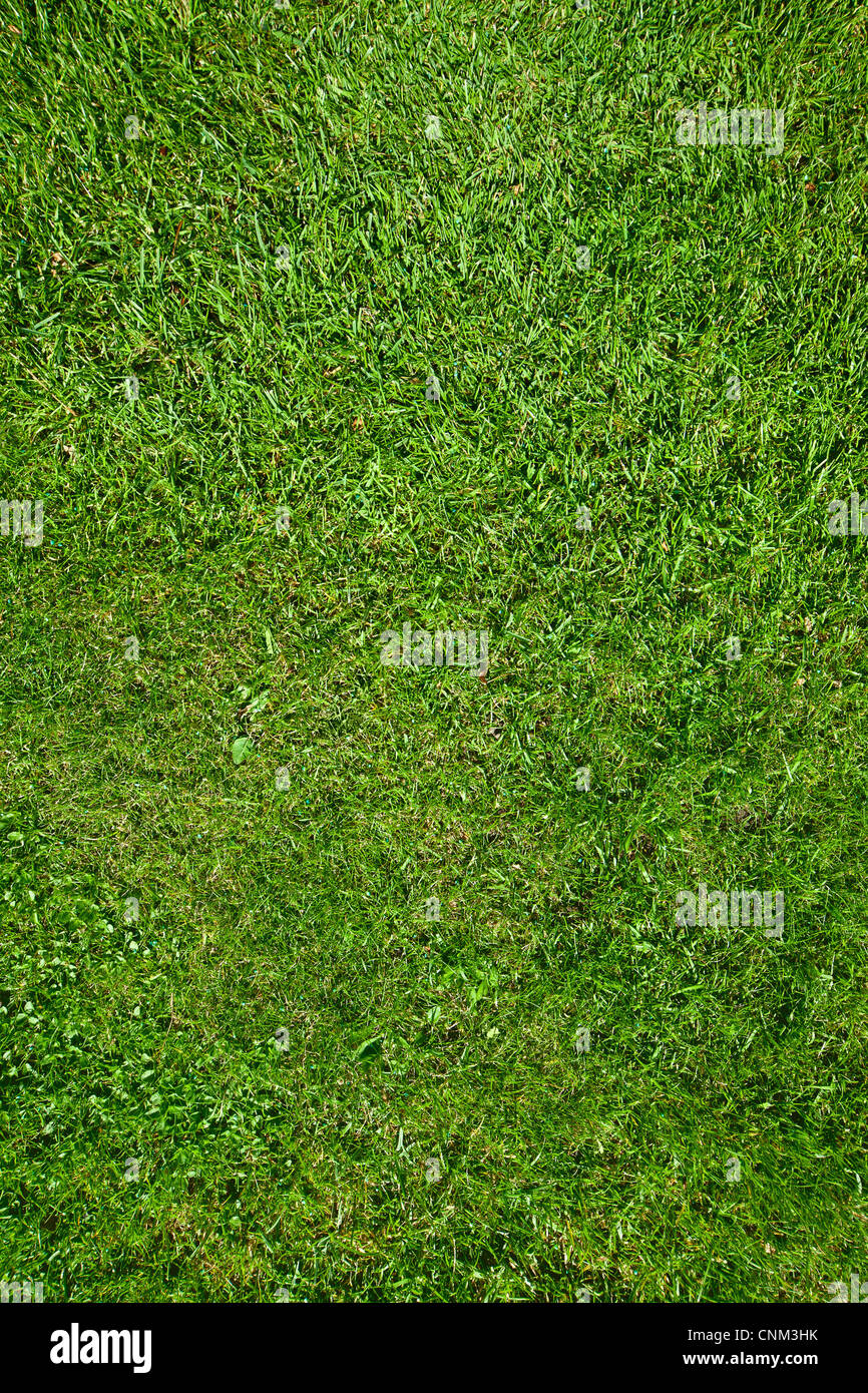 Grasgrün Textur oder Hintergrund. Stockfoto