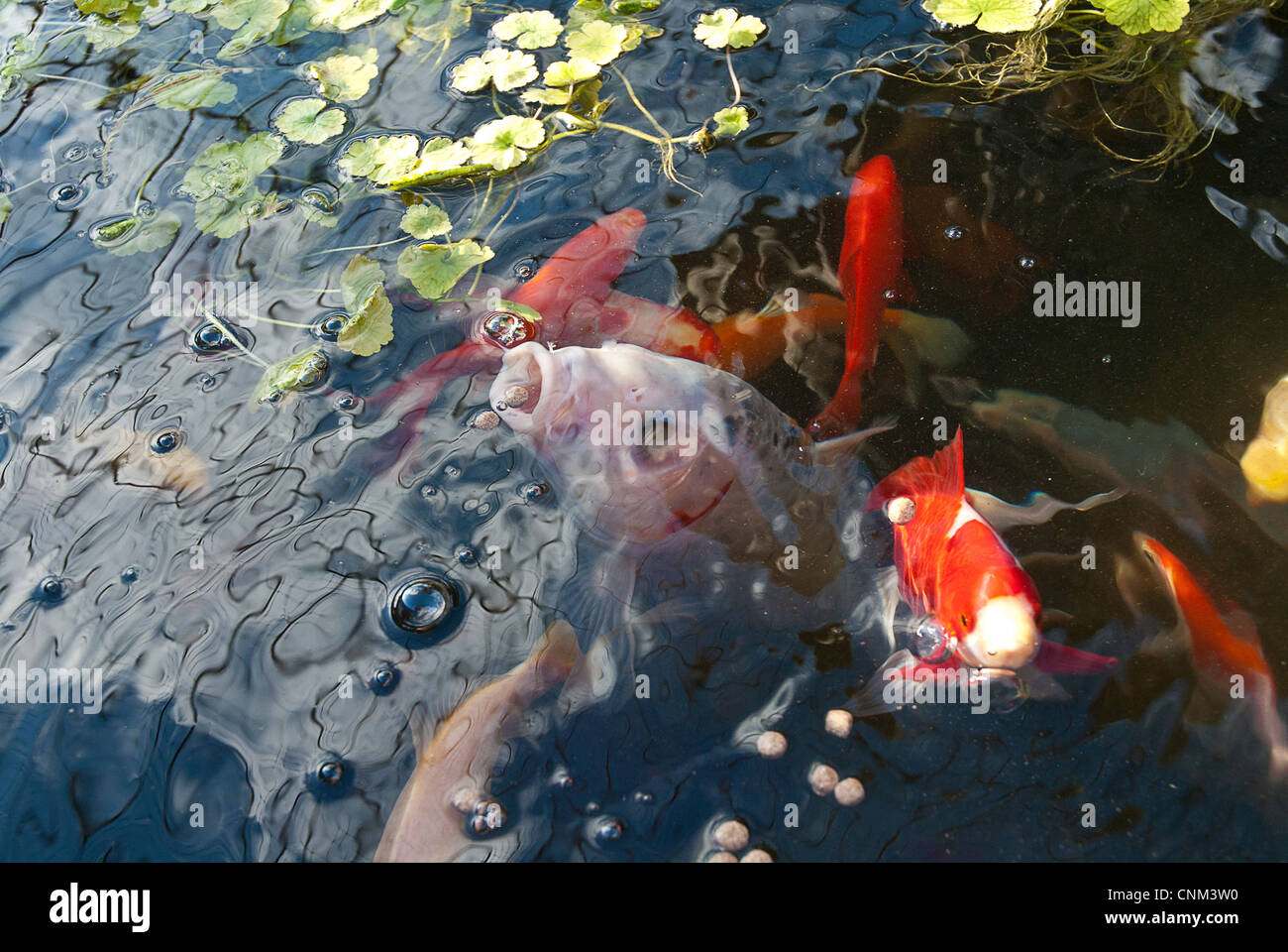 Karpfenfischmaul Fotos und Bildmaterial in hoher Auflösung Alamy