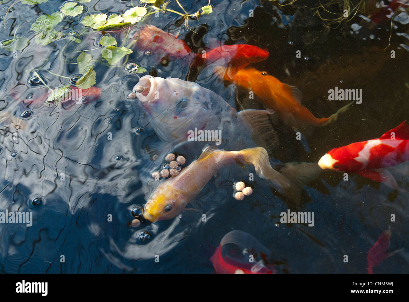 Karpfenfischmaul Fotos und Bildmaterial in hoher Auflösung Alamy