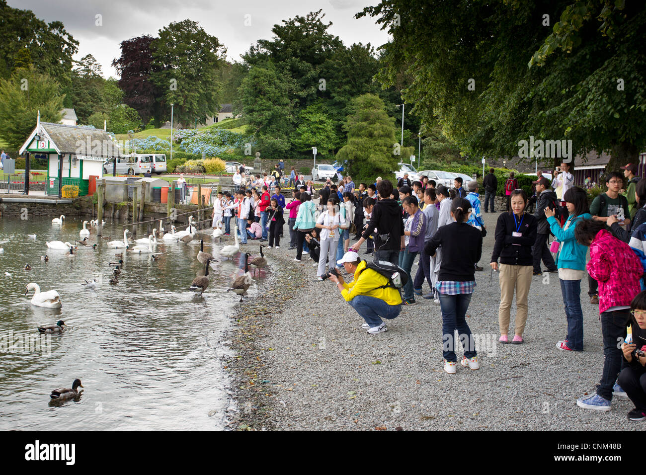 China tour Gruppe von jungen Teenagern die digitalen Fotos von Schwänen und füttern in Bowness Bay am Lake Windermere Stockfoto