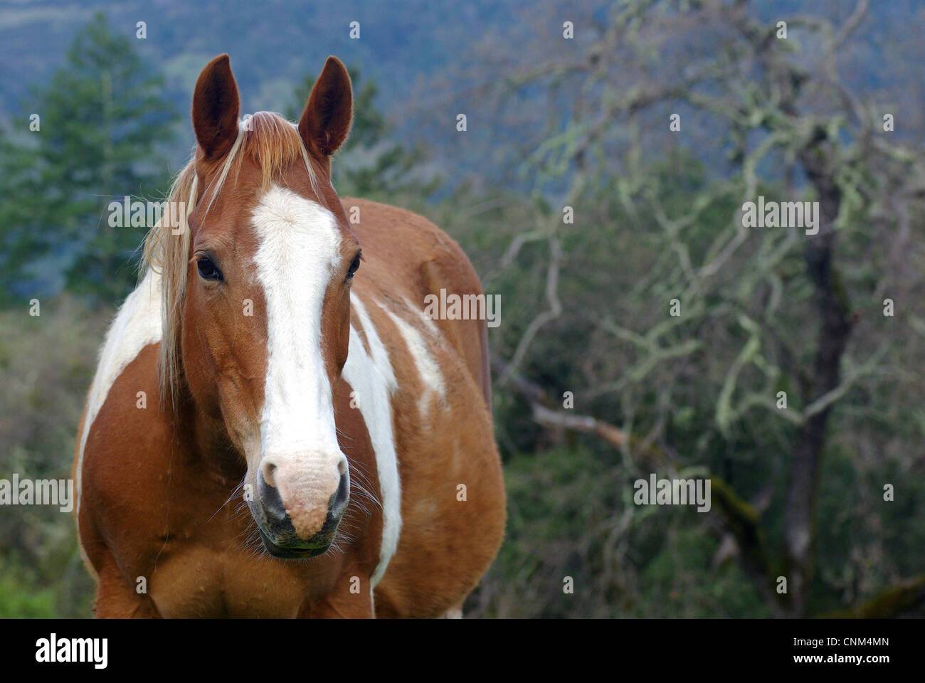 Pferd auf der Weide Stockfoto