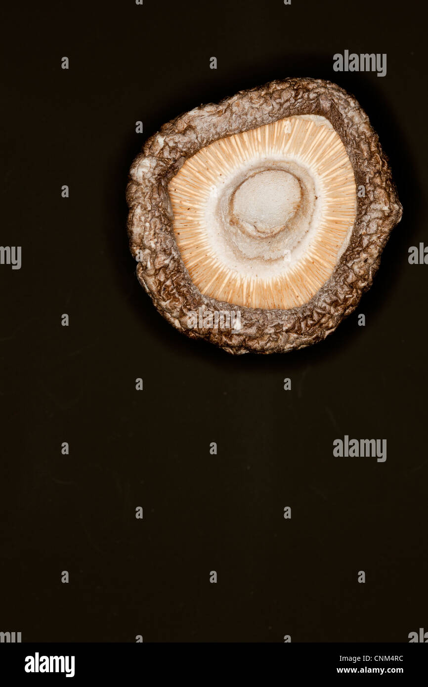 Getrocknete Shiitake Pilze, medizinische und kulinarische Stockfoto