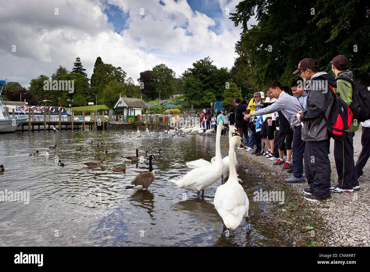 China tour Gruppe von jungen Teenagern die digitalen Fotos von Schwänen und füttern in Bowness Bay am Lake Windermere Stockfoto