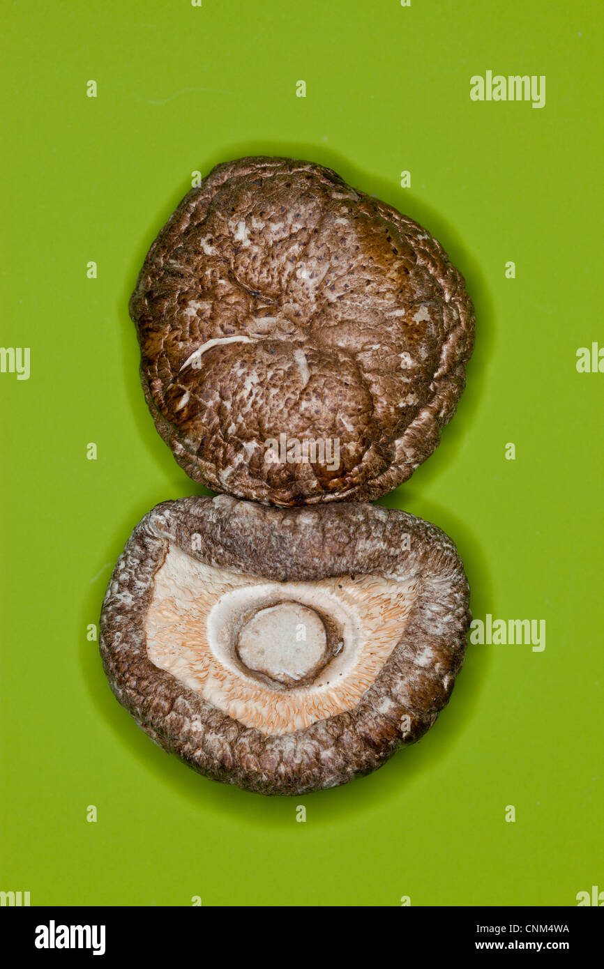 Getrocknete Shiitake Pilze, medizinische und kulinarische Stockfoto