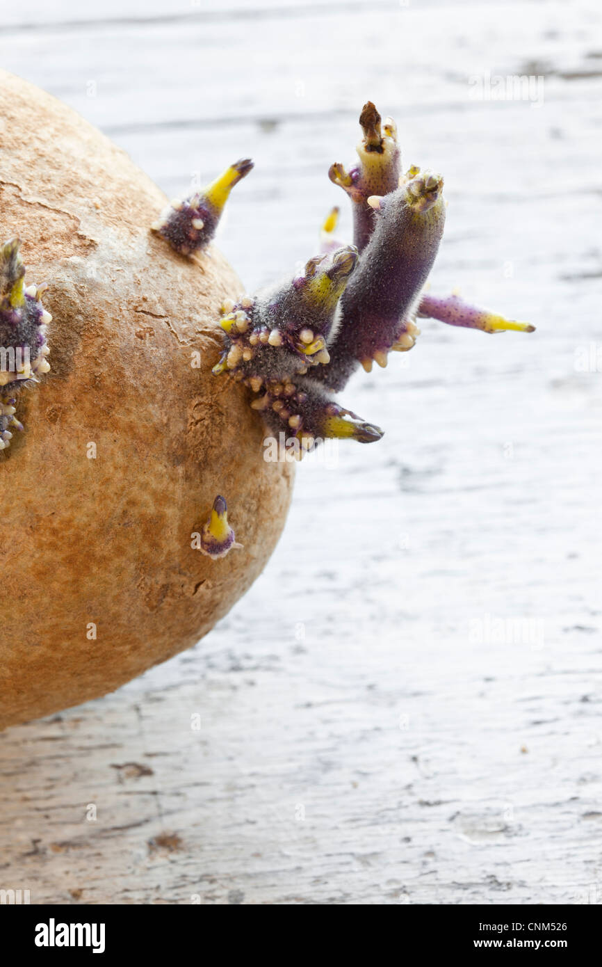 Kartoffelanbau Augen Stockfoto