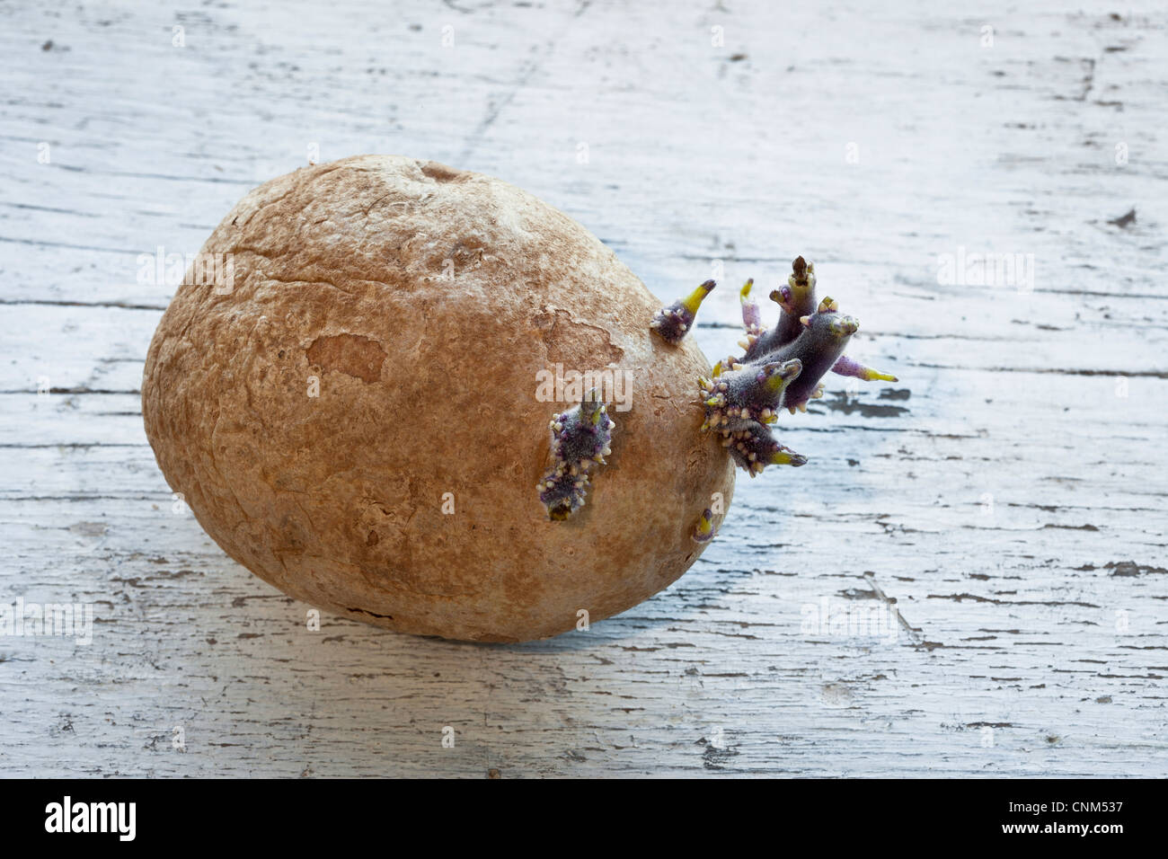 Kartoffelanbau Augen Stockfoto