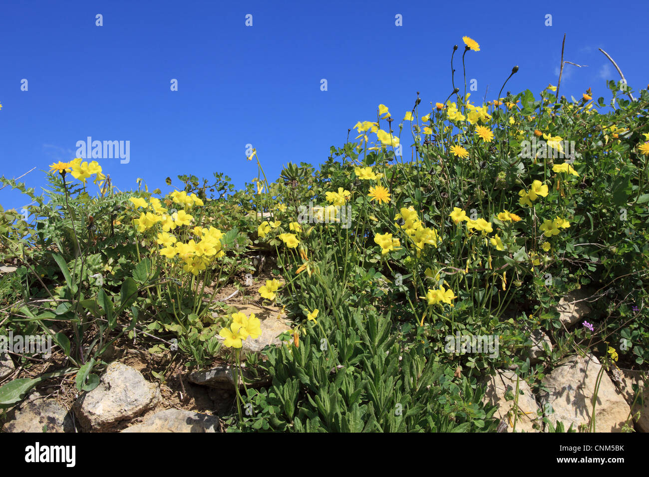 Gelbe wilde Blumen wachsen in der maltesischen Landschaft in der Nähe von Mdina, Malta, Europa Stockfoto