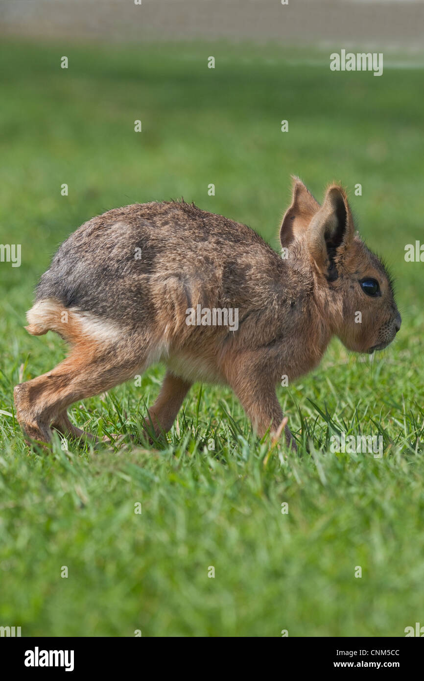 Maras oder patagonische Hase (Dolichotis Patagonum). Nestflüchter jung. Stunden alt, zu Fuß. Stockfoto