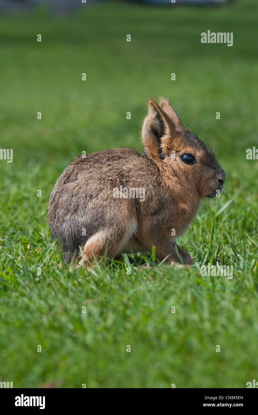 Maras oder patagonische Hase (Dolichotis Patagonum). Nestflüchter jung. Stunden alt. Stockfoto