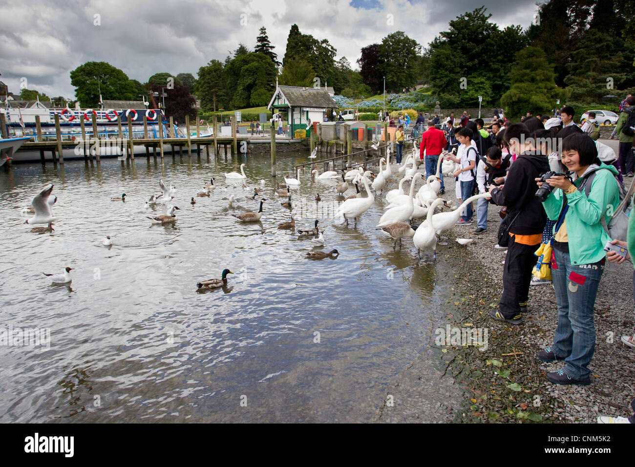 China tour Gruppe von jungen Teenagern die digitalen Fotos von Schwänen und füttern in Bowness Bay am Lake Windermere Stockfoto