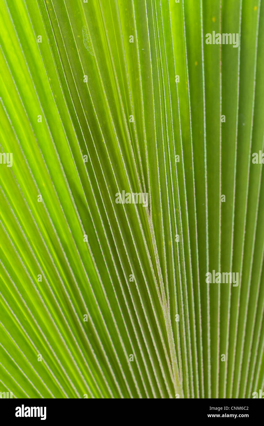 Detail von einem Palmwedel, seine Farbe und Textur. Stockfoto