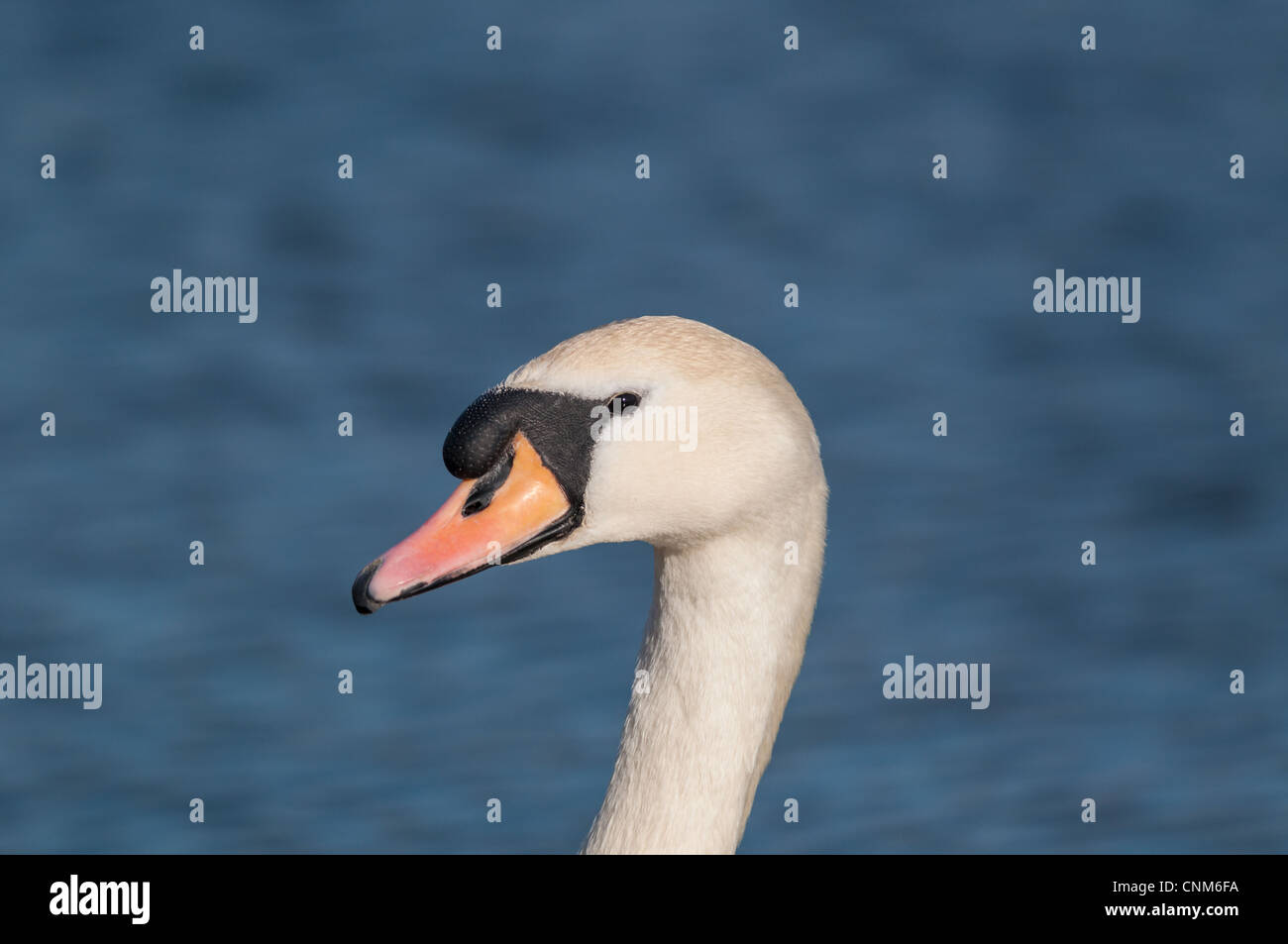 Kopf und Hals von einem Höckerschwan (Cygnus Olor) mit dem blauen Wasser des Teiches im Hintergrund. Stockfoto