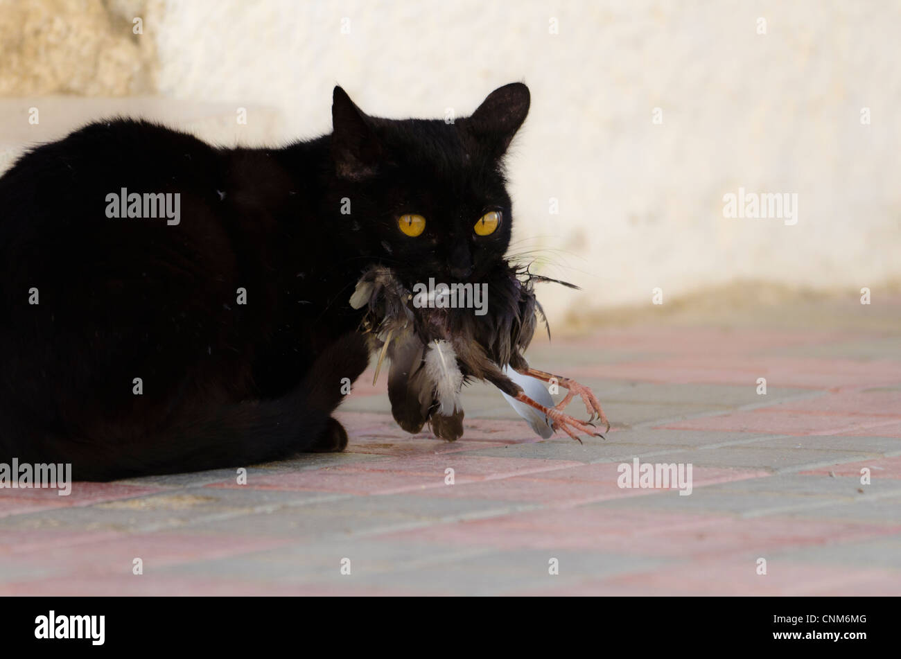 Cat Eating Bird Stockfotos und bilder Kaufen Alamy