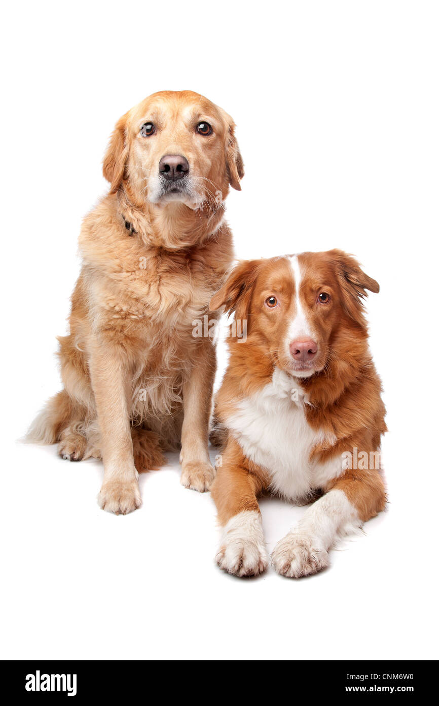 Nova Scotia Duck Tolling Retriever und golden Retriever auf weißem Hintergrund Stockfoto