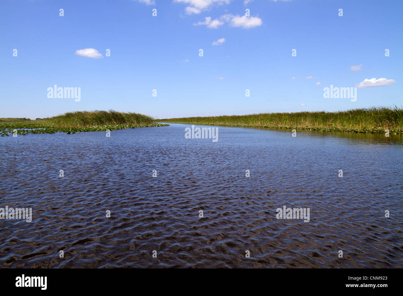 Fort Ft. Lauderdale Florida, Everglades Wildlife Management Area, Water Conservation Area 3A, Holiday Park, Sawgrass, Cladium jamaicense, Nuphar advena, Spat Stockfoto
