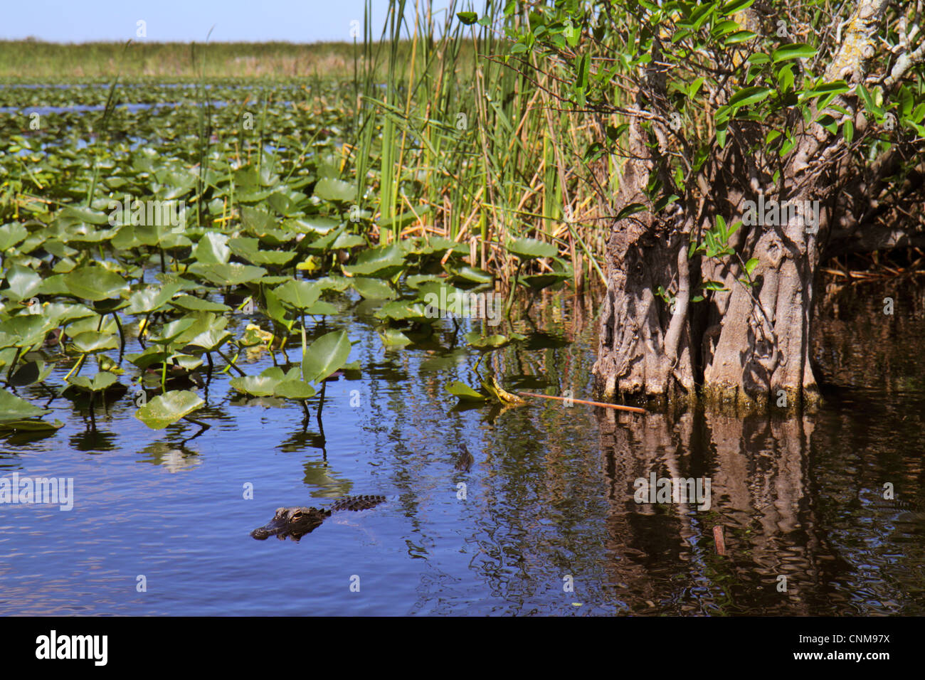 Fort Ft. Lauderdale Florida, Everglades Wildlife Management Area, Water Conservation Area 3A, Holiday Park, Sawgrass, Cladium jamaicense, Nuphar advena, Spat Stockfoto