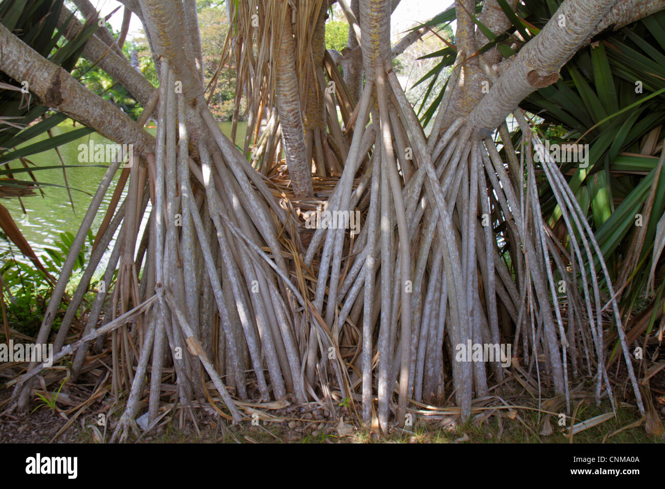 Miami Florida, Coral Gables, Fairchild Tropical Gardens, Pandanus spiralis, Schraubenpalme, Baum, freiliegende Wurzeln, FL120311488 Stockfoto