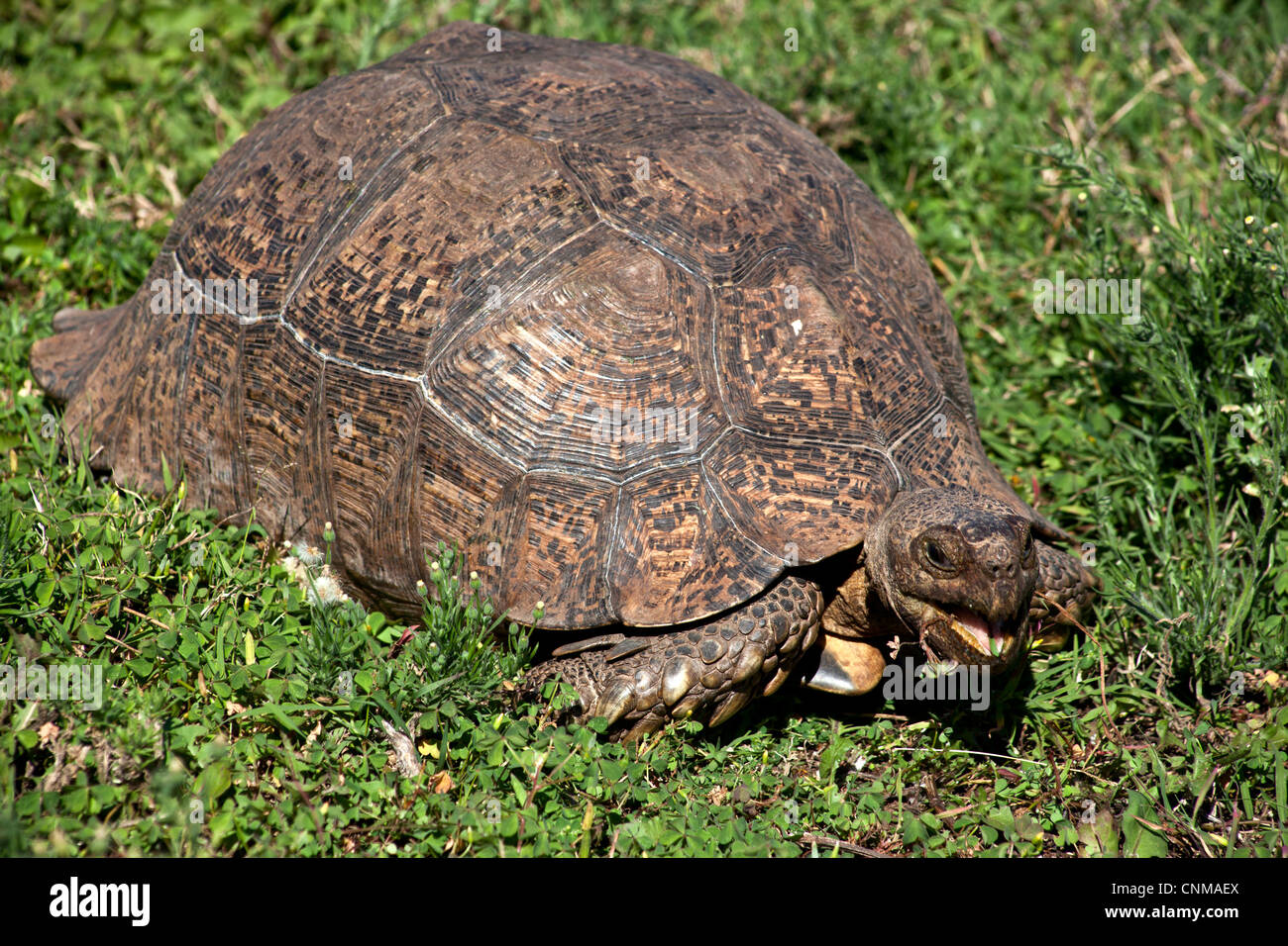 Einer alten afrikanischen Pantherschildkröte (Stigmochelys Pardalis), Eastern Cape, Südafrika Stockfoto