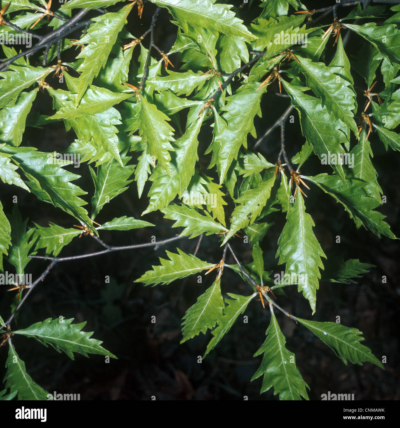 Baum - Fernleaf Buche (Fagus Sylvatica Asplenifolia) Nahaufnahme der Blätter am Zweig Stockfoto