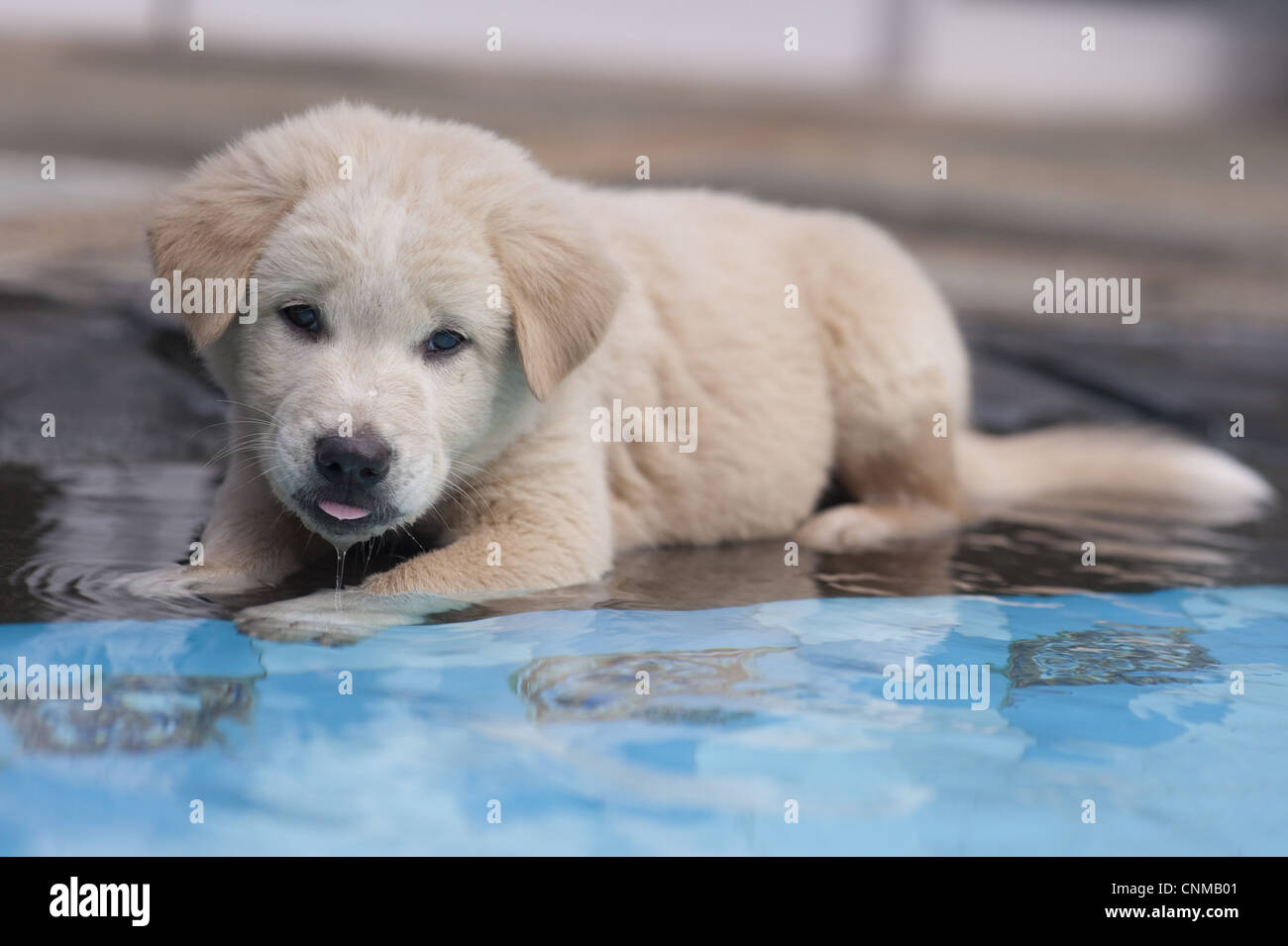 Inländische Hund, Kintamani, Welpe, ruht am Rand der Swimming-Pool,  Jakarta, Java, Indonesien Stockfotografie - Alamy