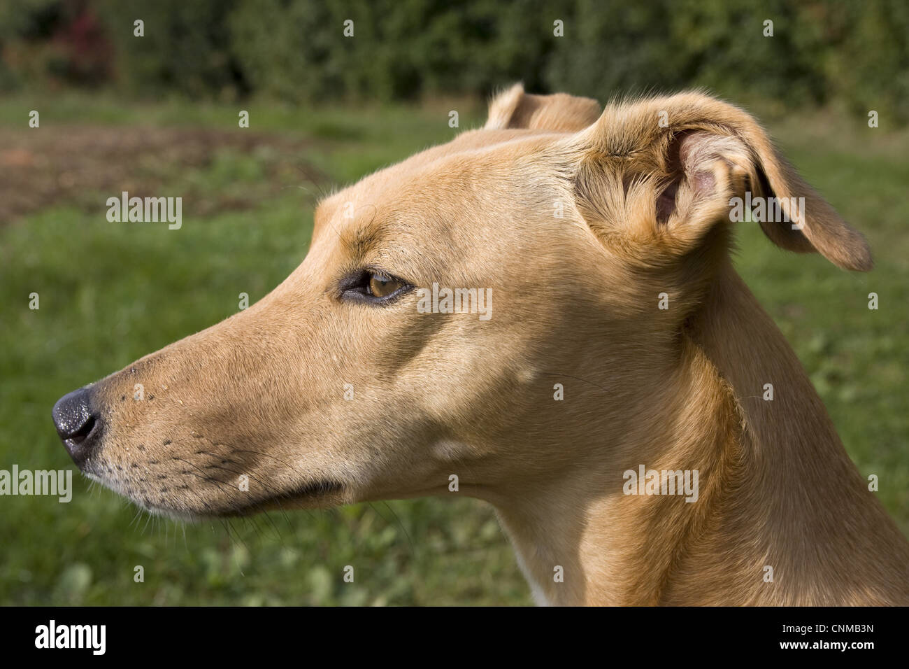 Haushund, Lurcher Kreuz Mischling, erwachsenes Weibchen, Nahaufnahme des Kopfes, stechen Ohren zurück, England, september Stockfoto