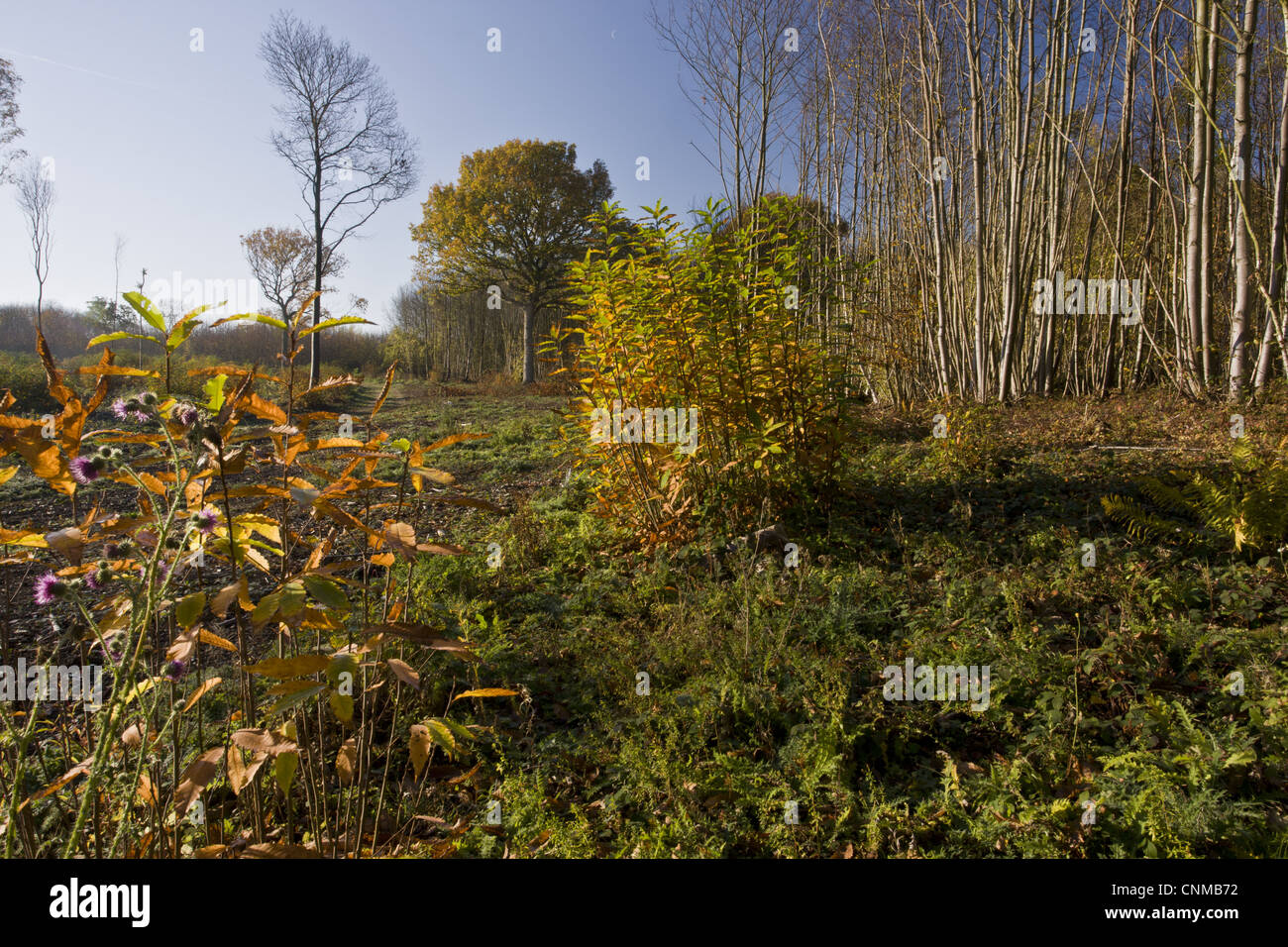Edelkastanie (Castanea Sativa) vor kurzem geschnitten Rundschnitt Wald, Ranscombe Farm Pflanzenwelt Reserve, Kent, England, november Stockfoto