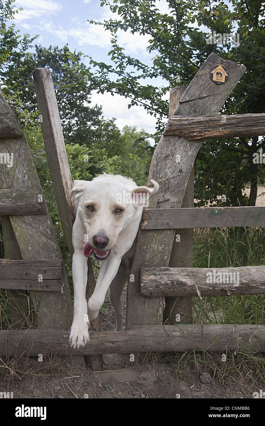 Haushund, Yellow Labrador Retriever, Erwachsene, springen durch Stil, Eden Valley gehen, Cumbria, England, Juli Stockfoto