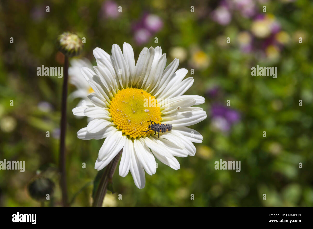 Käfer (Coccinellidae) auf eine weiße Sonnenblume. Stockfoto