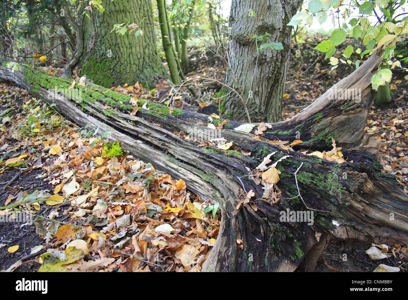 Verfallende gefallenen Baumstamm im Wald Moos Laub Pfarrhaus Plantage Mendlesham Suffolk England november Stockfoto