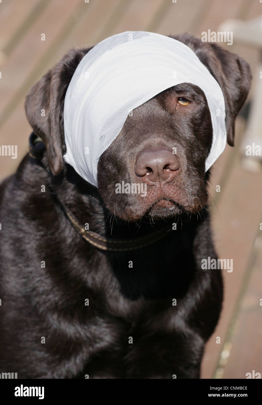 Haushund, Chocolate Labrador Retriever, Erwachsene, Nahaufnahme des Kopfes, mit Kopf bandagiert, England, März Stockfoto