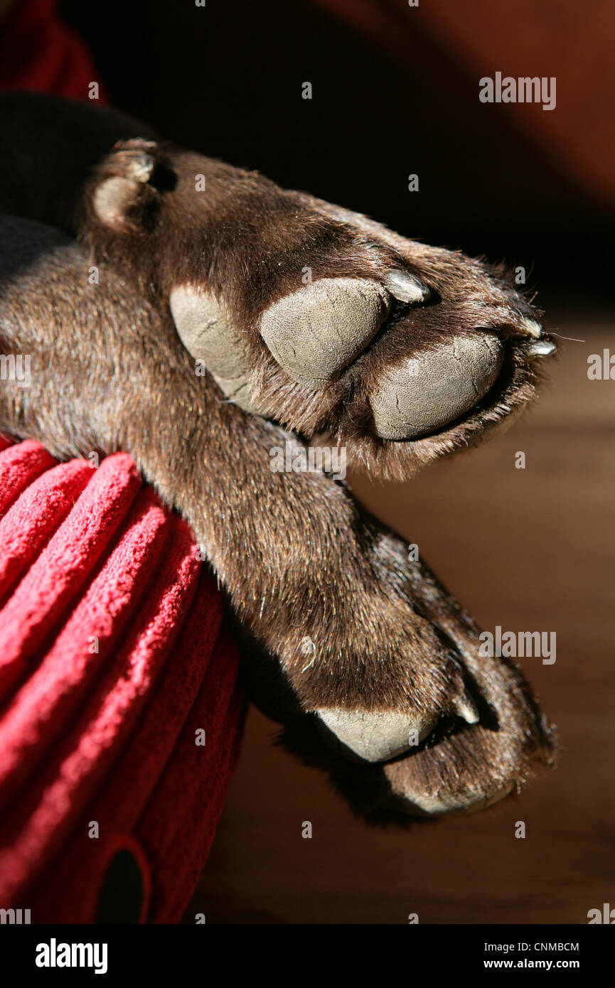 Inländische Hund, Chocolate Labrador Retriever, Erwachsene, close-up der Pfoten, England Stockfoto
