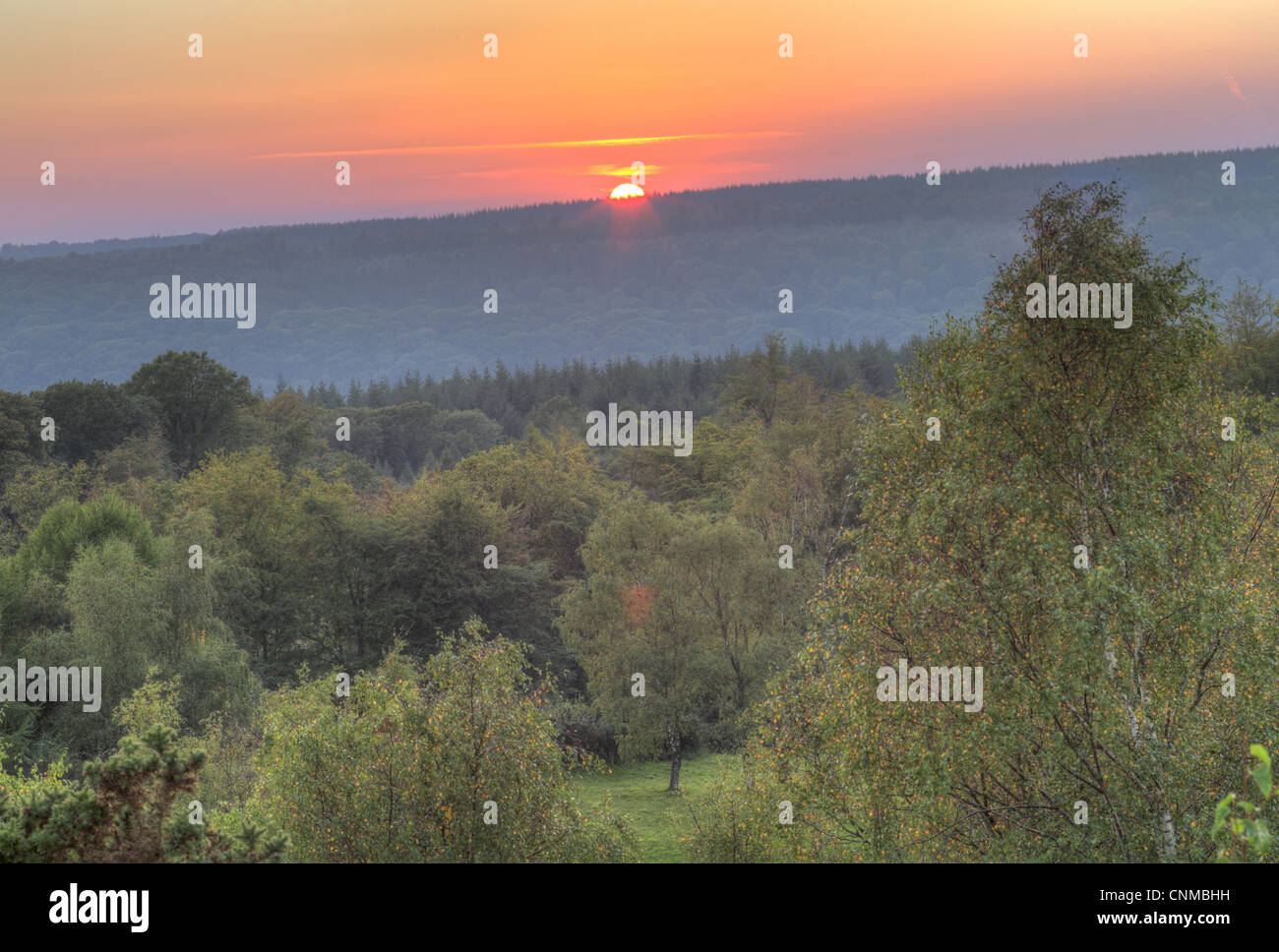 Sonnenuntergang über gemischte Laub-Nadel-Wald Lebensraum neue Fancy Sicht Wald Dean Gloucestershire England september Stockfoto
