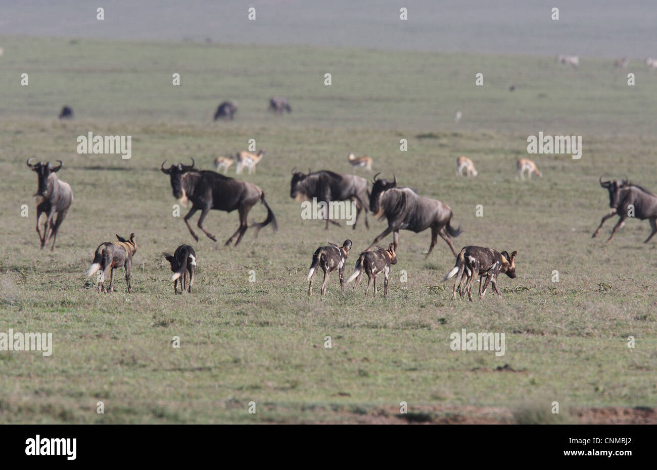 Afrikanischer wilder Hund LYKAON Pictus Erwachsene Pack zu Fuß über Grünland Lebensraum blaue Gnus Connochaetus Taurinus Herde Stockfoto