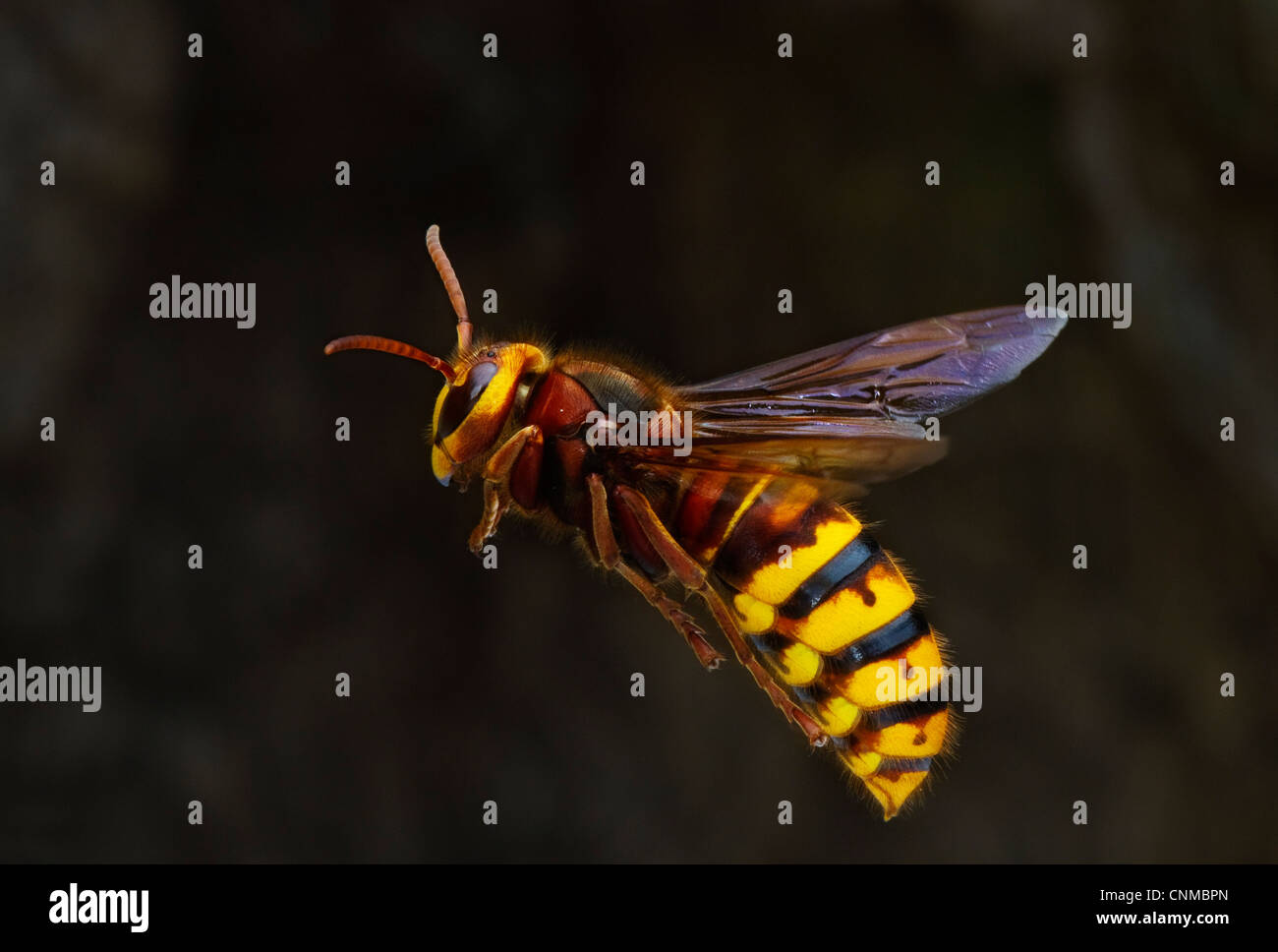 Hornet im Flug Stockfoto