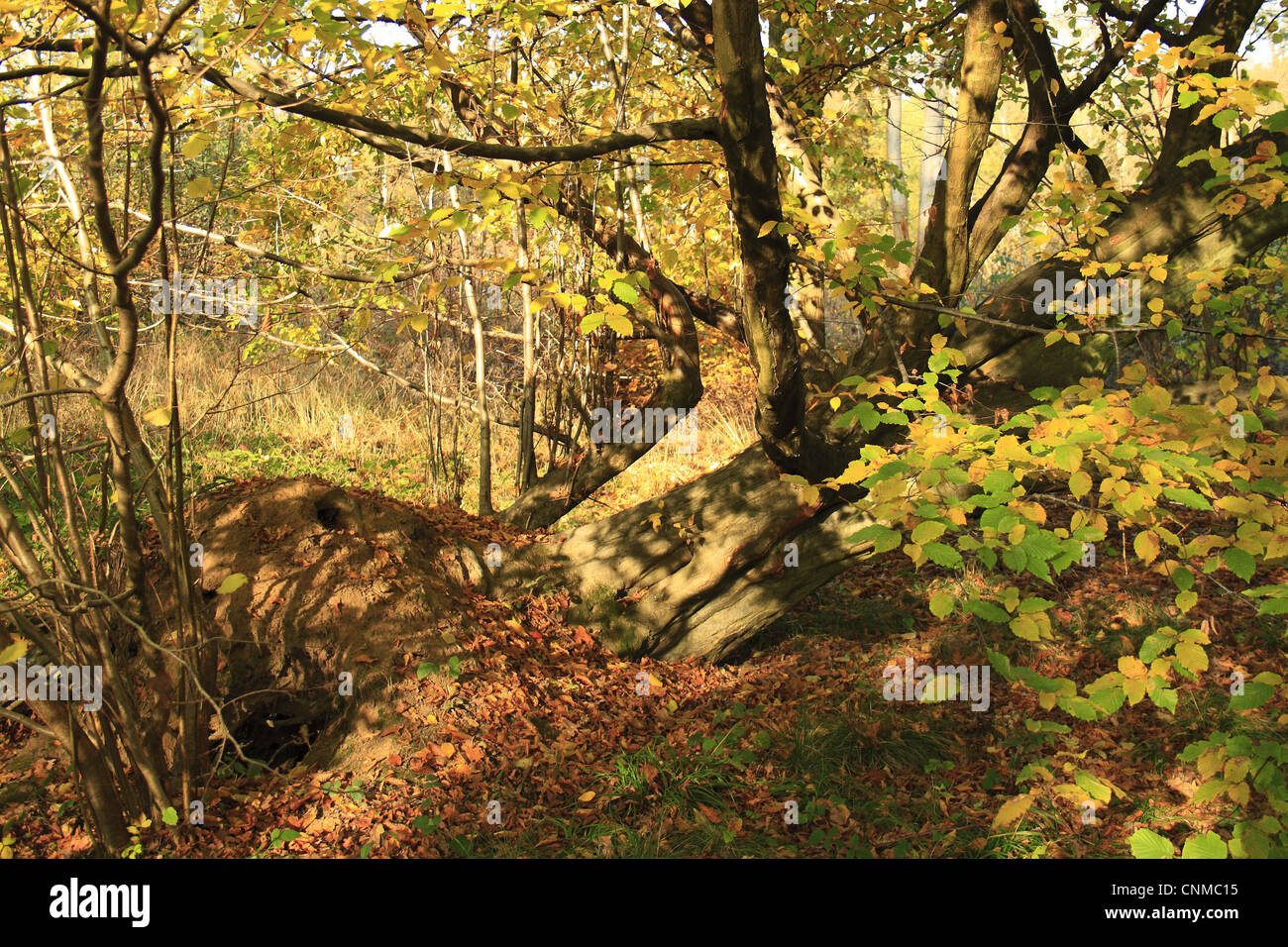 Europäische Hainbuche Carpinus Betulus teilweise gefallenen Baumstamm wächst alten Wald Lebensraum Wölfe Holz RSPB Reserve Hadleigh Stockfoto