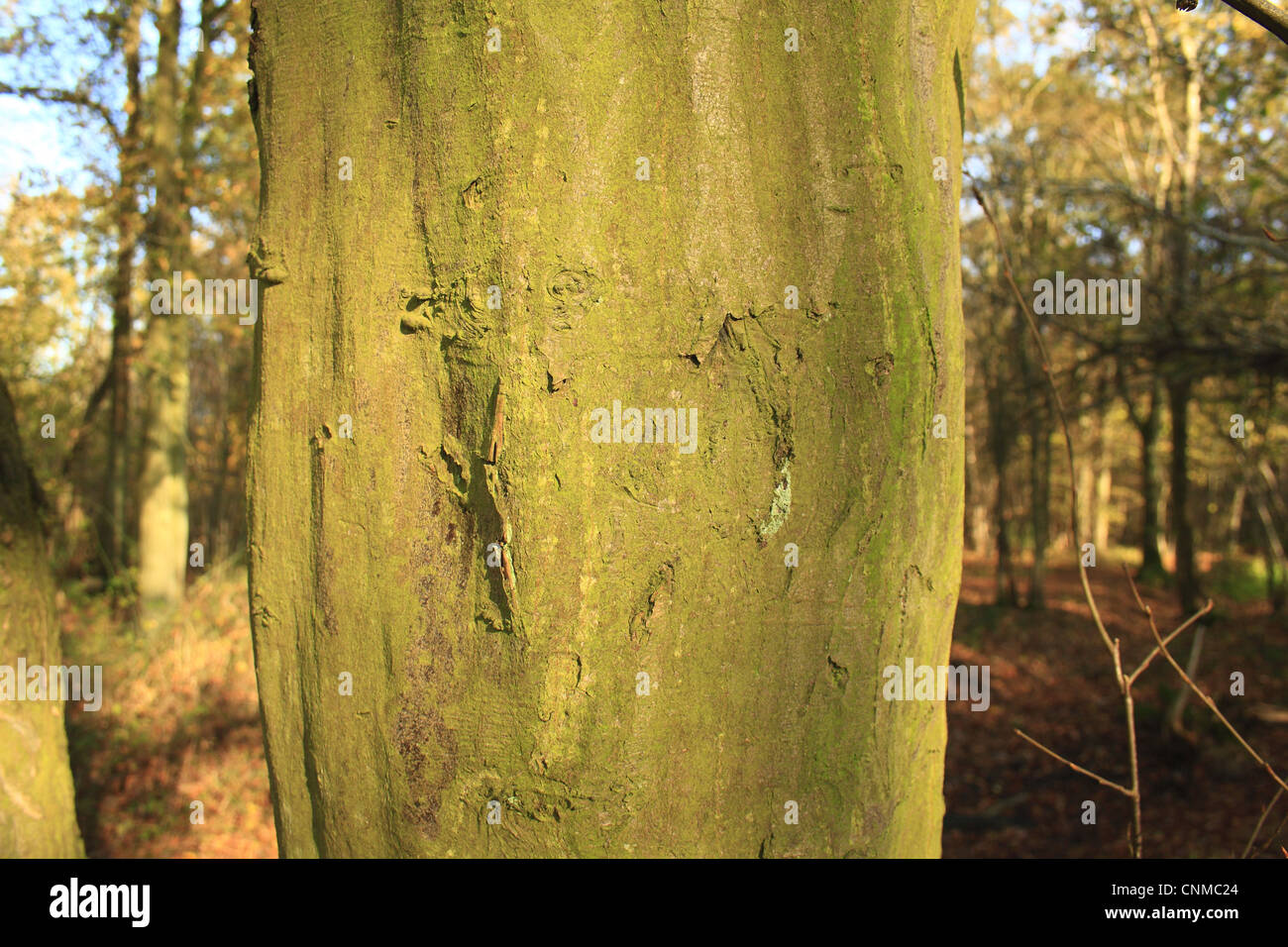 Europäische Hainbuche Carpinus Betulus Nahaufnahme Stamm wachsen uralte Wald Wölfe Holz RSPB Reserve Hadleigh Suffolk England Stockfoto